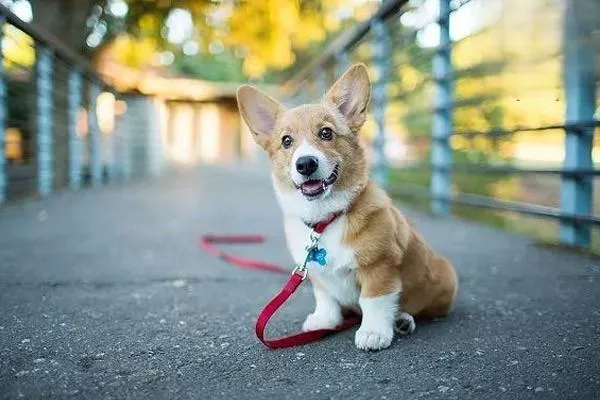 短毛小型犬有哪些品種