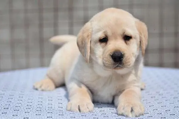 坎高犬智商怎么樣 坎高犬多少錢一只