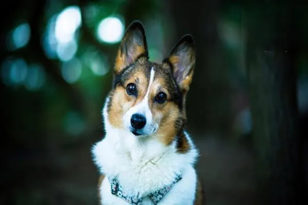 法老王獵犬怎么養