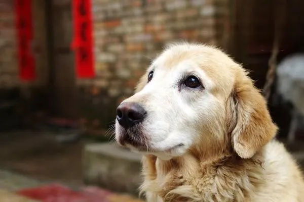 金毛獵犬和金毛尋回獵犬有什么區別