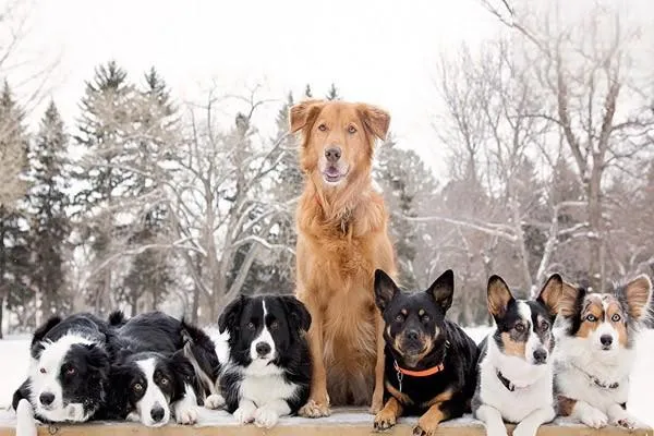 蘇俄獵狼犬的外貌特征