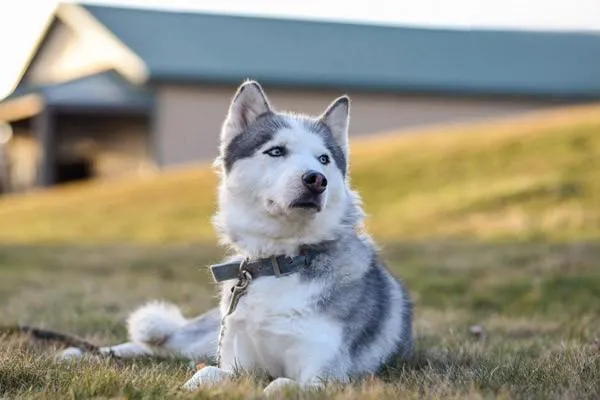 雪橇犬有幾種分別有哪些  不常見的也有那些