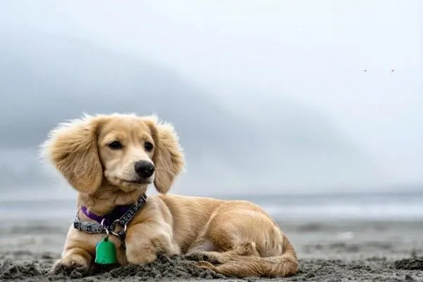 中亞犬外貌特征 什么時候會兇