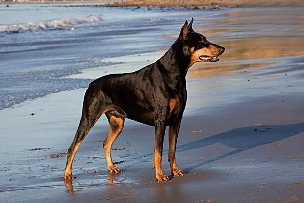 阿根廷杜高犬好養嗎  如何飼養