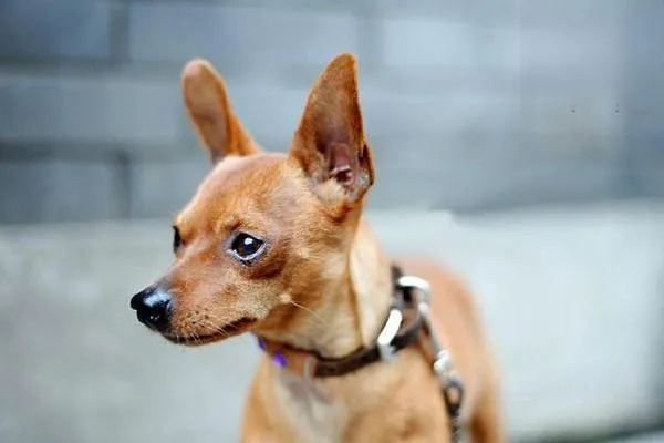 金毛犬的飼養方法