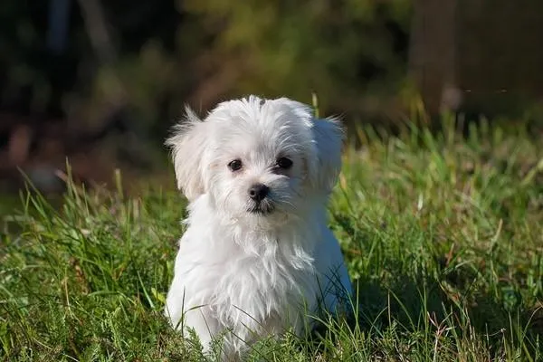 哈多利系博美犬多少錢一只 購買博美注意事項