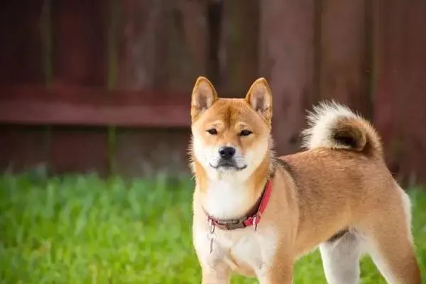 什么是犬細螺旋體病