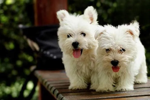 茶杯貴賓犬多少錢一只 茶杯貴賓犬價格