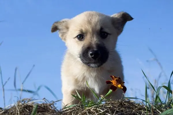 狗狗眼睛變藍怎么回事