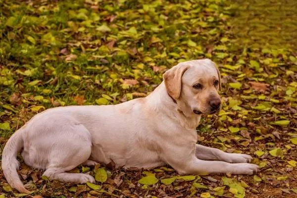 犬細小癥狀有哪些 細小怎么治療