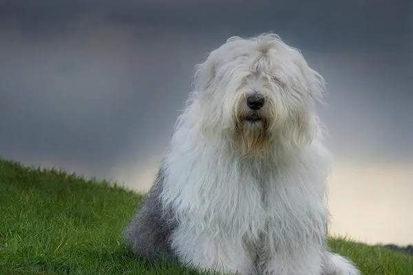 犬細小潛伏期有多久