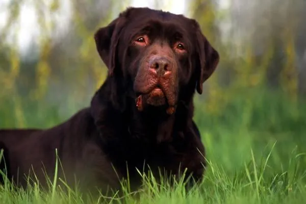 獵犬品種有哪些 最好的獵犬是什么狗