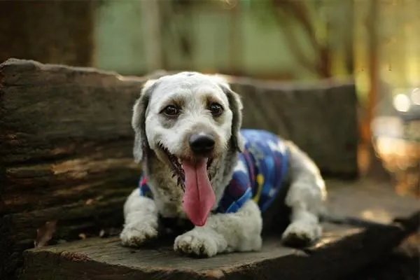 邊境牧羊犬怎么訓練 邊境牧羊犬訓練教程