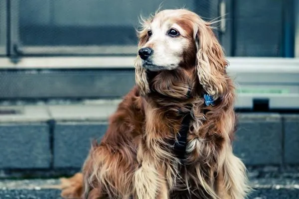 古牧犬會掉毛嗎 古牧犬掉毛怎么辦