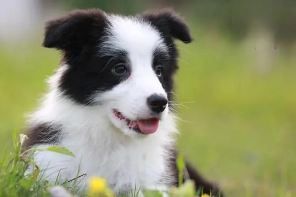 古牧犬智商有多高