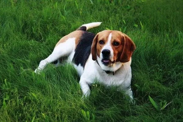 金毛尋回犬好養嗎 金毛犬怎么養