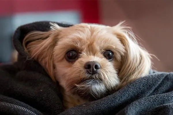 比利時牧羊犬的性格特點 