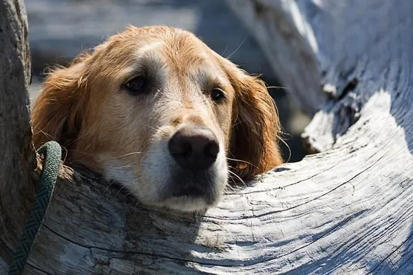 犬細小潛伏期有多久