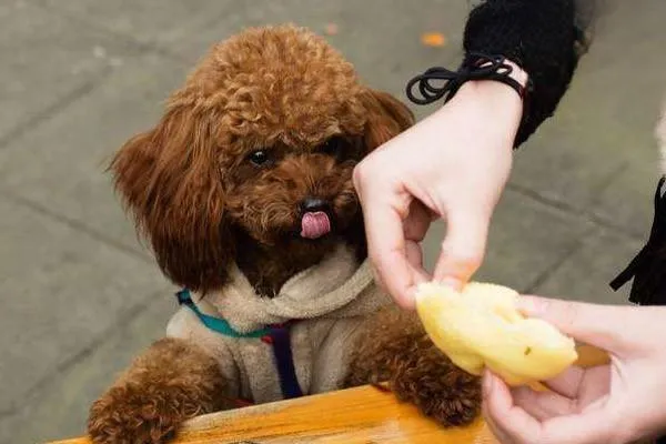 犬貓尿石癥治療方案