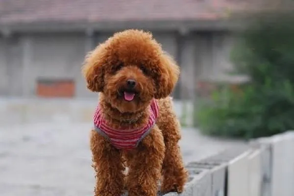 茶杯貴賓多少錢一只 茶杯貴賓犬價格