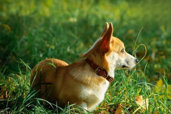 犬貓多發(fā)性軟骨源性骨疣