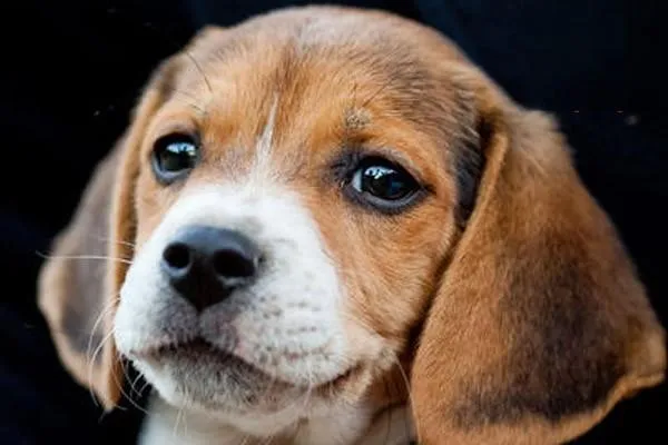 古牧犬智商高嗎 如何飼養古牧