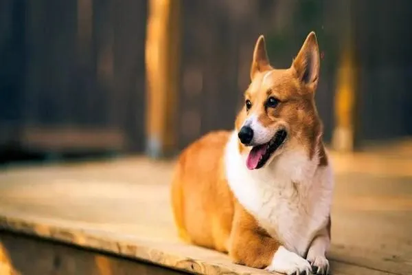 犬外周神經損傷