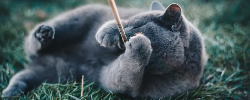 俄羅斯藍貓懷孕怎么照顧