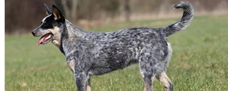 怎樣給澳洲牧羊犬去皮屑？