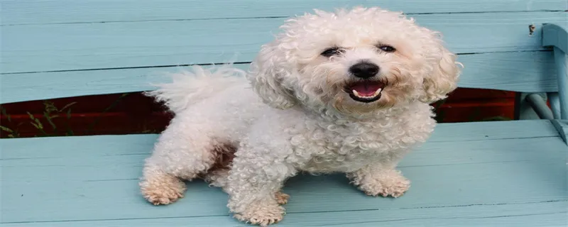 寵物狗一定要吃狗糧嗎