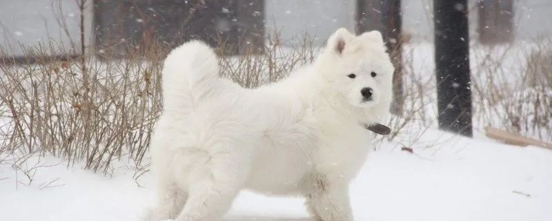 澳大利亞牧牛犬的性格外貌特征