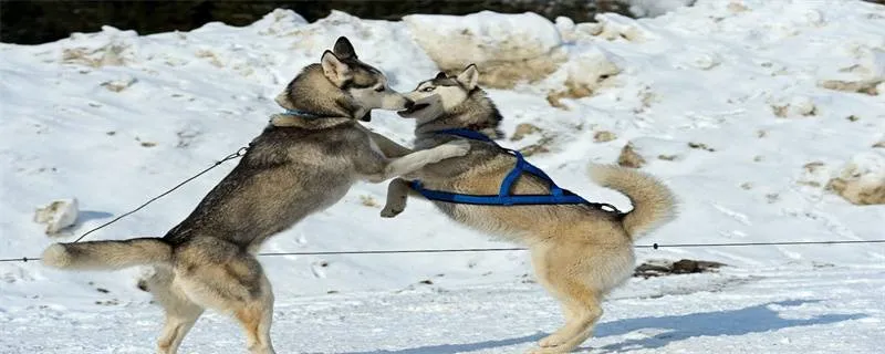 狗狗胰腺炎的早期癥狀