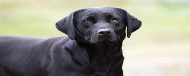 巴辛吉犬價格及飼養方法