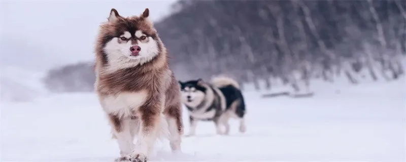 狗狗胃炎癥狀及治療方法