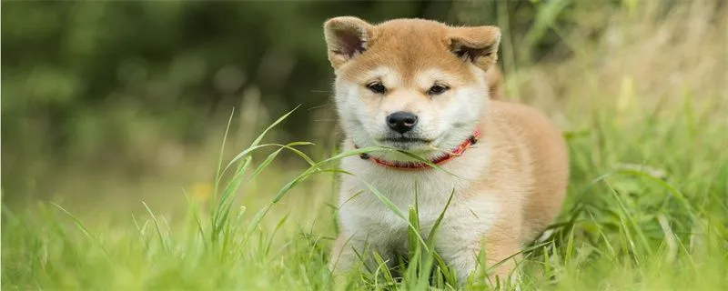 狗狗訓練的四大雷區