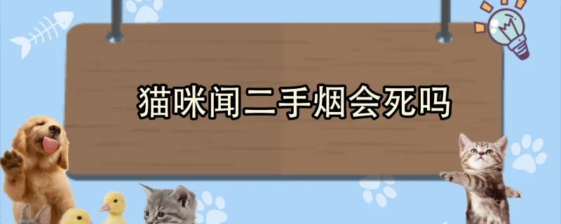 貓咪聞了食物爪子撓地板