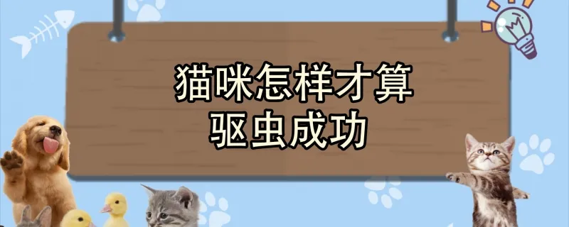 貓咪懷孕了要注意什么