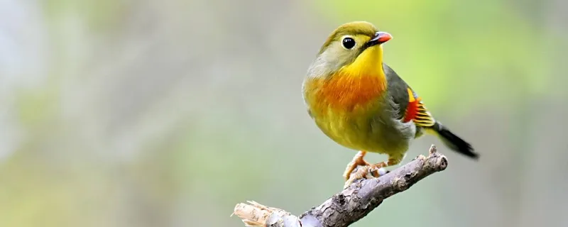 埃及神仙魚怎么養