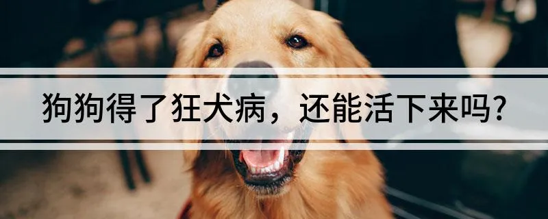 注射狂犬疫苗后的四個注意事項