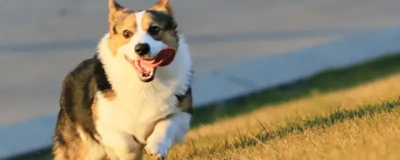 金毛幼犬認主人嗎