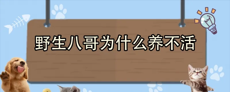 野貓進門產子預示什么