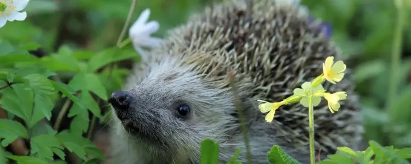 狗會認主人的家人當主人嗎