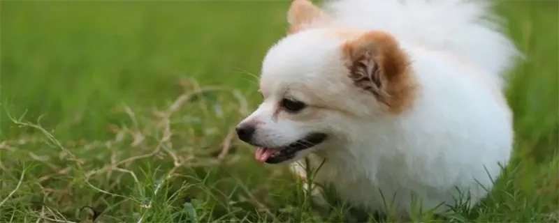 夏季飼養狗狗要注意什么