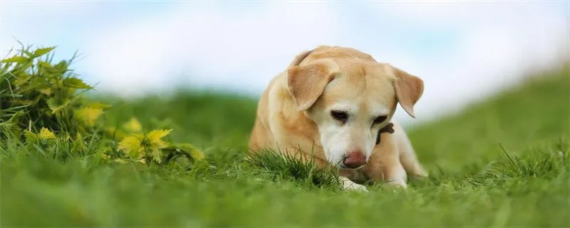 狗狗牙齒怎么保養