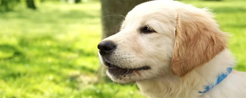 幼犬喂養注意事項