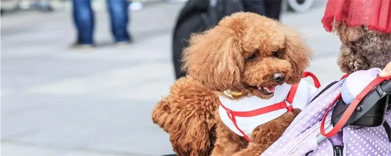 狗狗心跳停止了還能救嗎