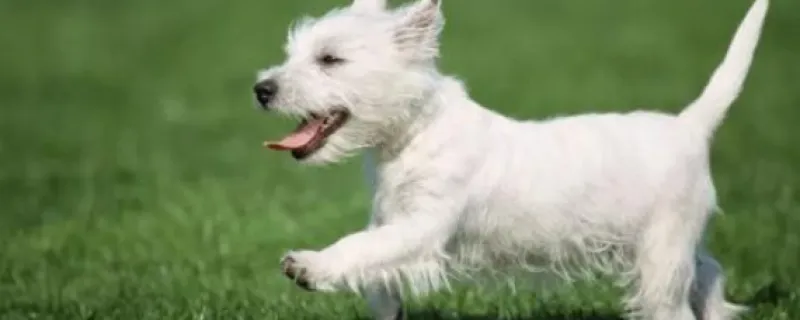 城市禁養犬種