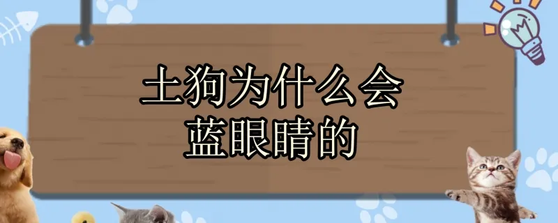 土狗不用關在籠子里,它會亂跑嗎