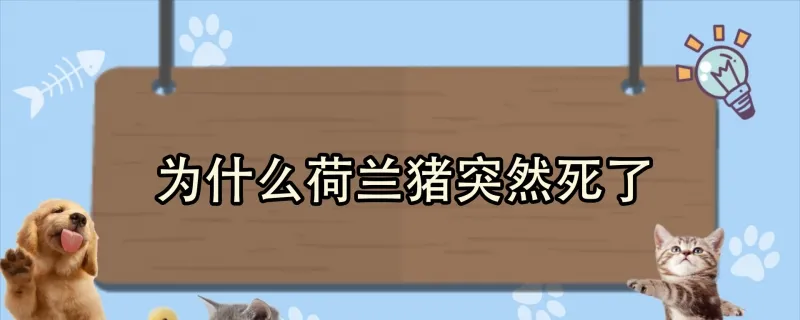 為什么矮腳貓死亡率高