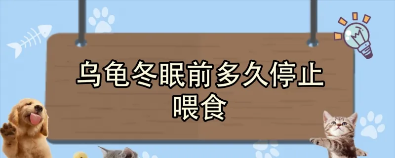 烏龜冬天不吃東西怎么回事